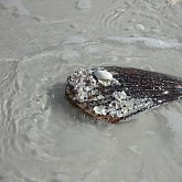 Marco Island - Shell